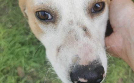 Liebenswerter Hardy sucht Heimat