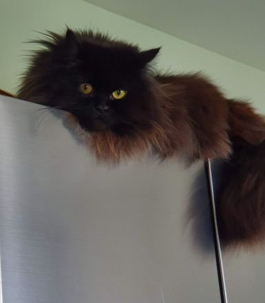 Perser Katzen Pärchen