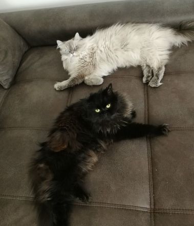 Perser Katzen Pärchen