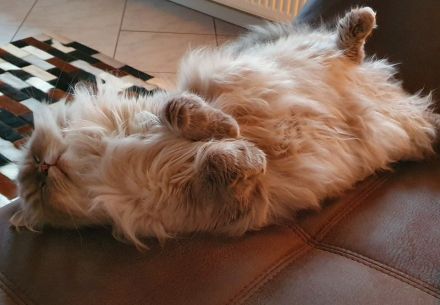 Perser Katzen Pärchen