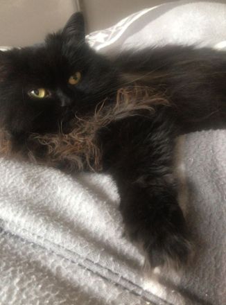 Perser Katzen Pärchen