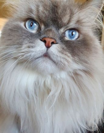 Perser Katzen Pärchen