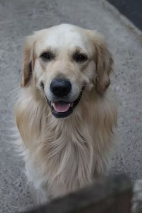 Golden Retriever (Deckrüde) MIT DECKERFAHRUNG!