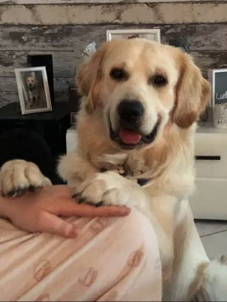 Golden Retriever (Deckrüde) MIT DECKERFAHRUNG!
