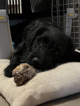 Labradoodle Rüde (5 Monate) verspielt & gesund