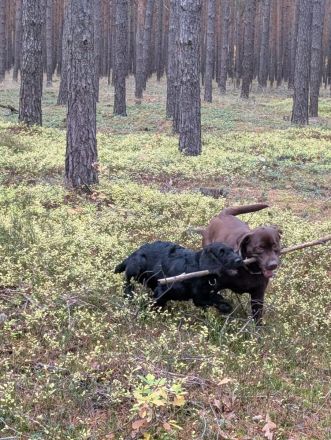 Labradoodle Rüde (5 Monate) verspielt & gesund