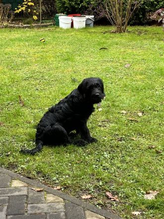 Labradoodle Rüde (5 Monate) verspielt & gesund