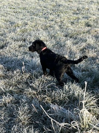 Labradoodle Rüde (5 Monate) verspielt & gesund
