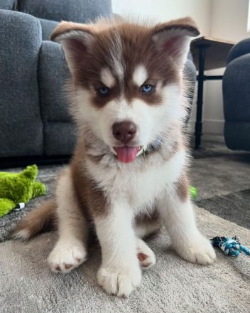 Siberian Husky Welpen
