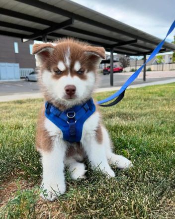 Siberian Husky Welpen