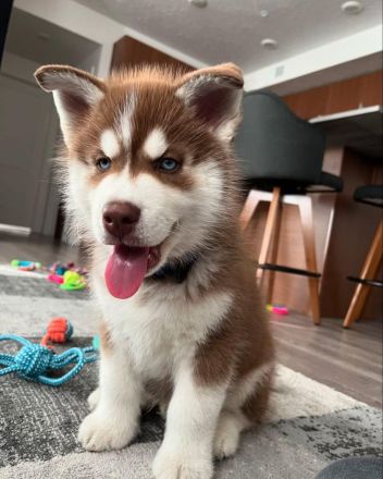Siberian Husky Welpen
