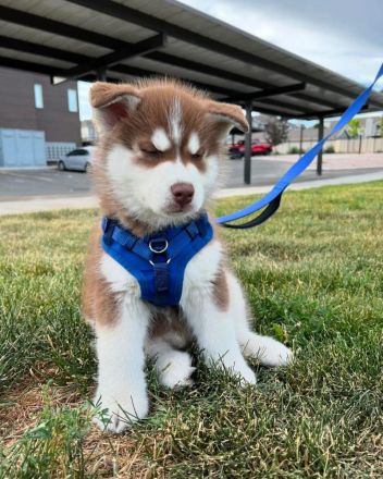 Siberian Husky Welpen