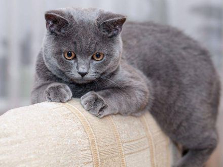Bkh katzen abzugeben