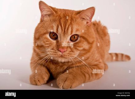 Bkh katzen abzugeben