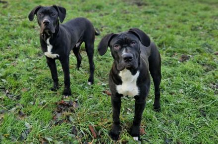 Dogo Canario