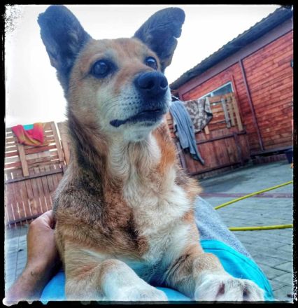 Otto sucht sein Für-immer-Zuhause