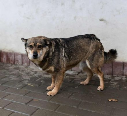 Teddy sucht sein Für-immer-Zuhause