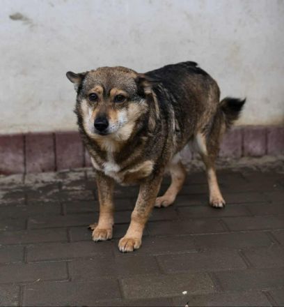 Teddy sucht sein Für-immer-Zuhause