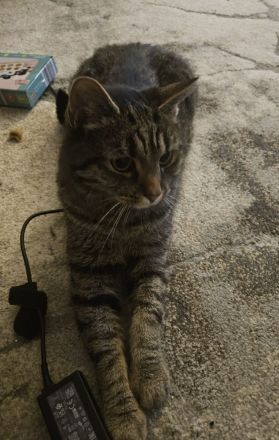 Liebes Geschwisterpaar sucht neues Zuhause