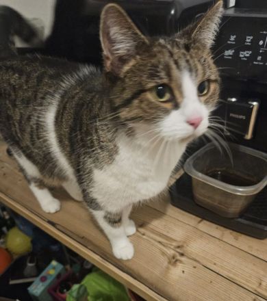 Liebes Geschwisterpaar sucht neues Zuhause