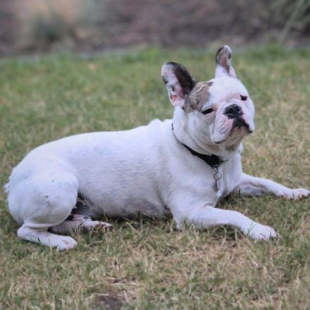 Leo in 06792 Sandersdorf-Brehna sucht sein Für-immer-Zuhause
