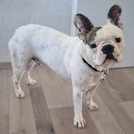 Leo in 06792 Sandersdorf-Brehna sucht sein Für-immer-Zuhause