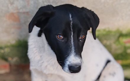 Herzenshündin Romsi sucht ein Zuhause