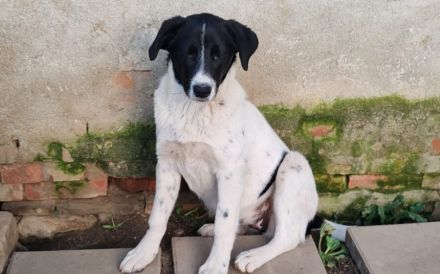 Herzenshündin Romsi sucht ein Zuhause