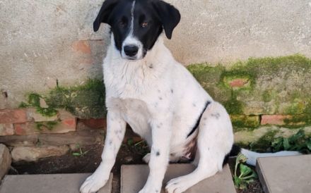 Herzenshündin Romsi sucht ein Zuhause