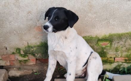 Herzenshündin Romsi sucht ein Zuhause