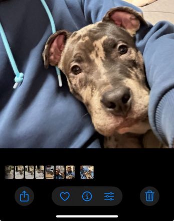 American Bully XL