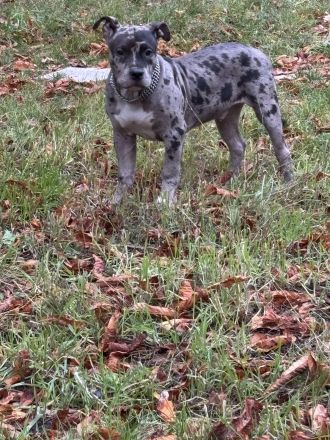 American Bully XL