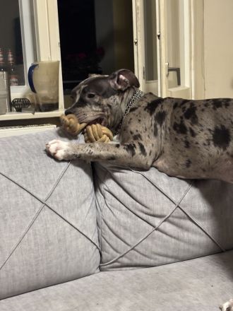 American Bully XL