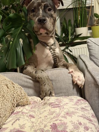 American Bully XL