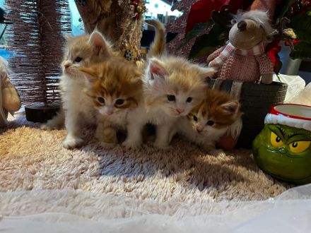 Norwegische Waldkatzen kitten