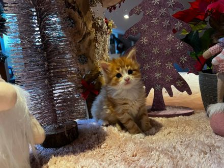 Norwegische Waldkatzen kitten