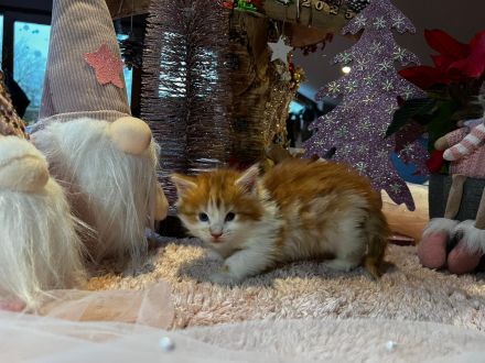 Norwegische Waldkatzen kitten