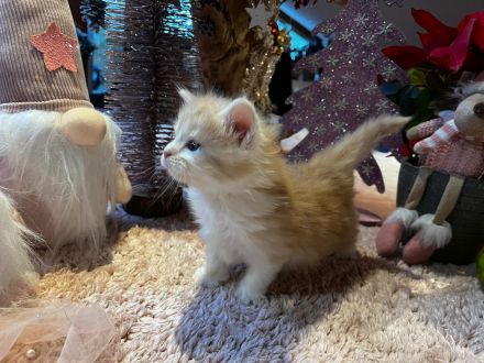 Norwegische Waldkatzen kitten