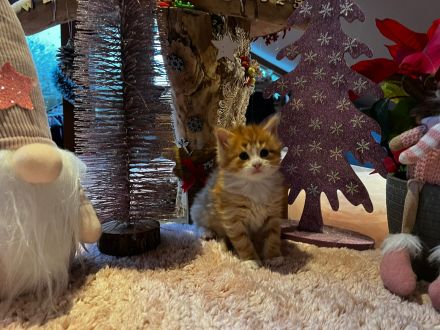 Norwegische Waldkatzen kitten