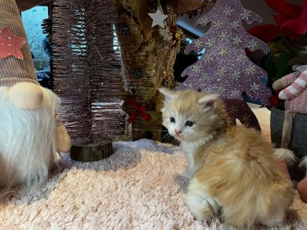 Norwegische Waldkatzen kitten