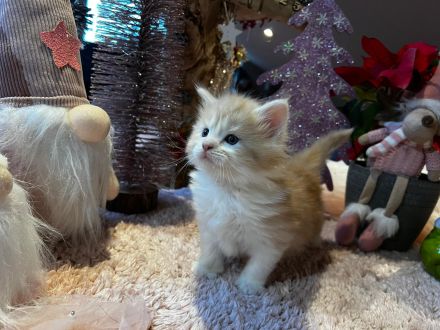 Norwegische Waldkatzen kitten