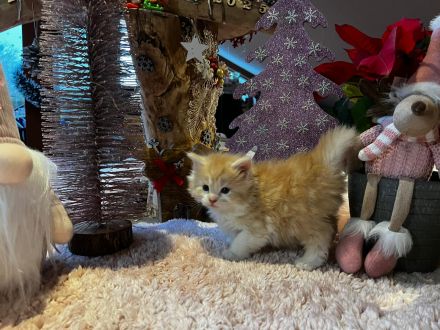 Norwegische Waldkatzen kitten