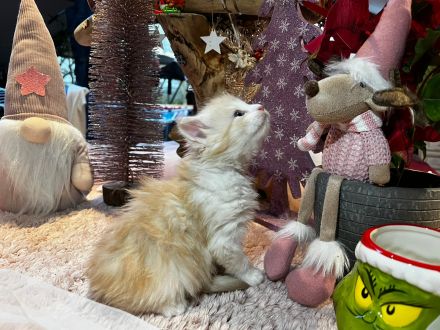 Norwegische Waldkatzen kitten