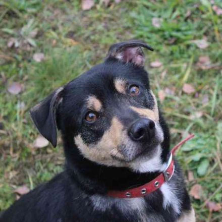 Erwin, Pinschermix, geb. 2022, sucht geduldiges Zuhause