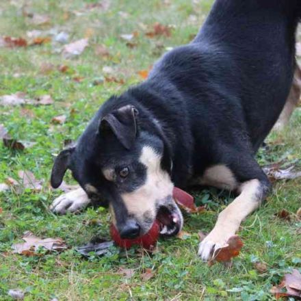 Erwin, Pinschermix, geb. 2022, sucht geduldiges Zuhause