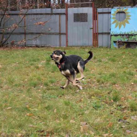 Erwin, Pinschermix, geb. 2022, sucht geduldiges Zuhause