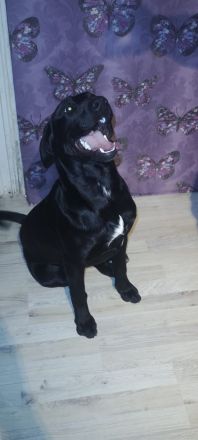 3 Appenzeller Labrador mix junghunde