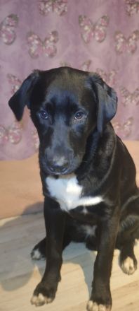 3 Appenzeller Labrador mix junghunde