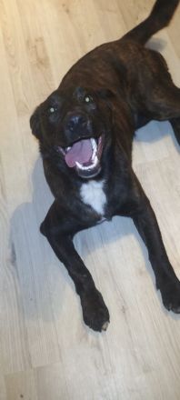 3 Appenzeller Labrador mix junghunde