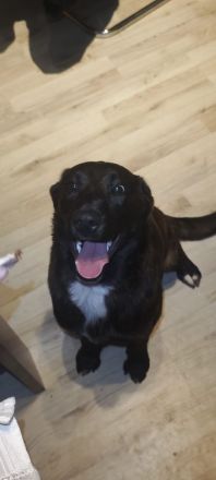 3 Appenzeller Labrador mix junghunde